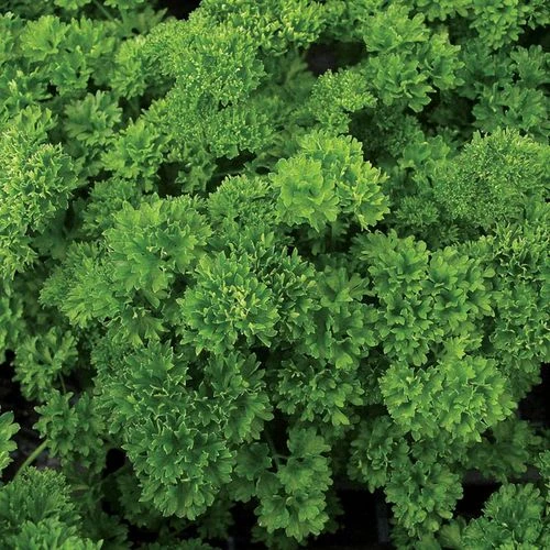 Lisette Parsley Seeds (P) Pkt Of 100 Seeds 3 Lisette Parsley Seeds (P) Pkt Of 100 Seeds