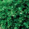 Italian Plain Leaf Parsley Seeds