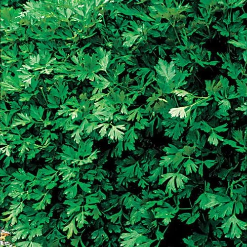 Italian Plain Leaf Parsley Seeds 3 Italian Plain Leaf Parsley Seeds