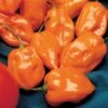 Habanero Pepper Seeds (P) Pkt Of 25 Seeds 2 Habanero Pepper Seeds (P) Pkt Of 25 Seeds -Park Seed® Shop 05641 pk p1