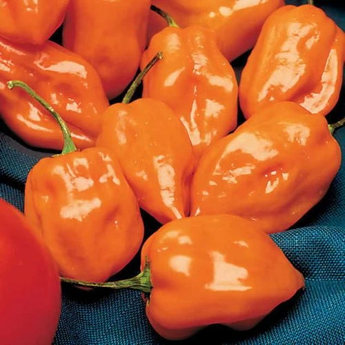 Habanero Pepper Seeds (P) Pkt Of 25 Seeds 3 Habanero Pepper Seeds (P) Pkt Of 25 Seeds
