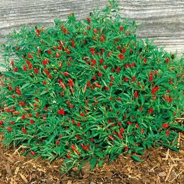 Thai Hot Pepper Seeds (P) Pkt Of 25 Seeds 3 Thai Hot Pepper Seeds (P) Pkt Of 25 Seeds