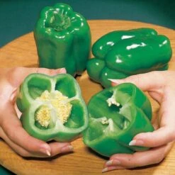 Big Bertha PS Hybrid Pepper Seeds