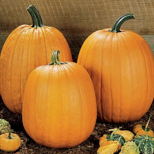 Howden Pumpkin Seeds (P) Pkt Of 25 Seeds 3 Howden Pumpkin Seeds (P) Pkt Of 25 Seeds