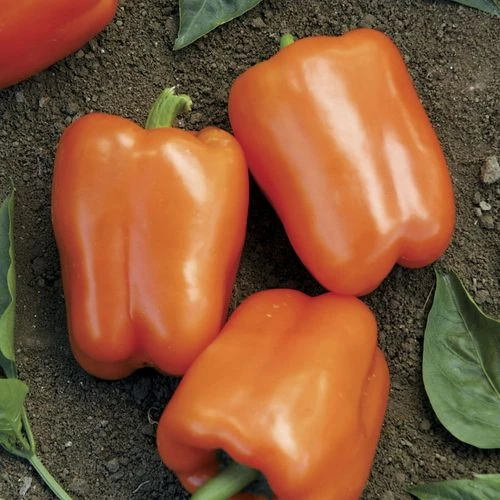 Orange Blaze Hybrid Pepper Seeds (P) Pkt Of 15 Seeds 3 Orange Blaze Hybrid Pepper Seeds (P) Pkt Of 15 Seeds