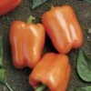 Orange Blaze Hybrid Pepper Seeds -Park Seed® Shop 05690