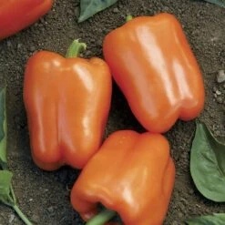 Orange Blaze Hybrid Pepper Seeds