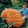Dill's Atlantic Giant Pumpkin Seeds -Park Seed® Shop 05702