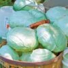 Tropic Giant Hybrid Cabbage Seeds 2 Tropic Giant Hybrid Cabbage Seeds -Park Seed® Shop 05729