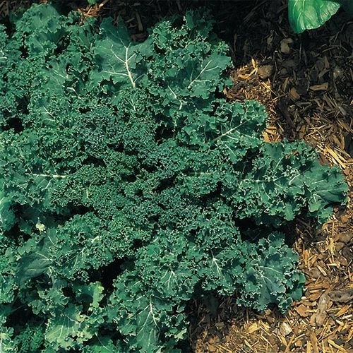 Winterbor Hybrid Kale Seeds (P) Pkt Of 50 Seeds 3 Winterbor Hybrid Kale Seeds (P) Pkt Of 50 Seeds