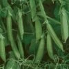 Sugar Lace II Pea Seeds -Park Seed® Shop 05738