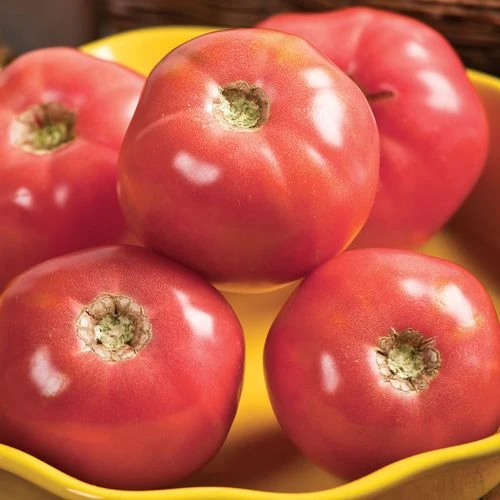 Pink Girl Hybrid Tomato Seeds 3 Pink Girl Hybrid Tomato Seeds