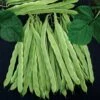 Algarve Italian Romano Pole Bean Seeds -Park Seed® Shop 05763
