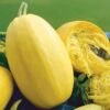Vegetable Spaghetti Organic Squash Seeds -Park Seed® Shop 05781 pk p1