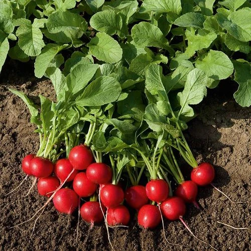 Rudolf Organic Radish Seeds 3 Rudolf Organic Radish Seeds