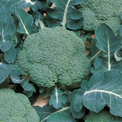 Belstar Hybrid Organic Broccoli Seeds 4 Belstar Hybrid Organic Broccoli Seeds - Image 2
