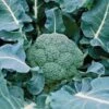 Belstar Hybrid Organic Broccoli Seeds -Park Seed® Shop 05836 pk p1