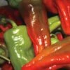 Hungarian Wax Organic Pepper Seeds 1 Hungarian Wax Organic Pepper Seeds -Park Seed® Shop 05838 PK 500