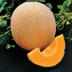 Hale's Best Organic Melon Cantaloupe Seeds