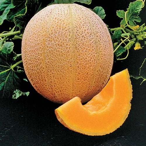 Hale's Best Organic Melon Cantaloupe Seeds (P) Pkt Of 20 Seeds 3 Hale's Best Organic Melon Cantaloupe Seeds (P) Pkt Of 20 Seeds