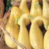 Early Summer Crookneck Organic Squash Seeds (P) Pkt Of 20 Seeds 1 Early Summer Crookneck Organic Squash Seeds (P) Pkt Of 20 Seeds -Park Seed® Shop 05849 pk p1