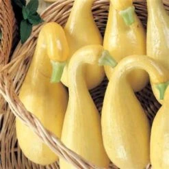 Early Summer Crookneck Organic Squash Seeds (P) Pkt Of 20 Seeds