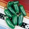 Early Jalapeño Organic Pepper Seeds (P) Pkt Of 25 Seeds 1 Early Jalapeño Organic Pepper Seeds (P) Pkt Of 25 Seeds -Park Seed® Shop 05856 pk p1