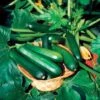 Black Beauty Organic Squash Seeds -Park Seed® Shop 05859 pk p1