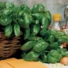 Large Leaf Italian Organic Basil Seeds -Park Seed® Shop 05865