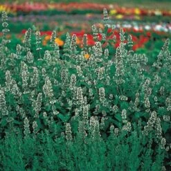 Organic Catnip Seeds