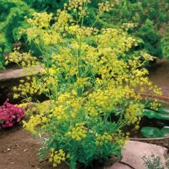 Bouquet Organic Dill Seeds