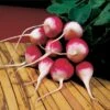 Sparkler Organic Radish Seeds -Park Seed® Shop 05875 pk p1