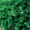 Italian Flat Leaf Organic Parsley Seeds 1 Italian Flat Leaf Organic Parsley Seeds -Park SeedĀ® Shop 05877 pk p1