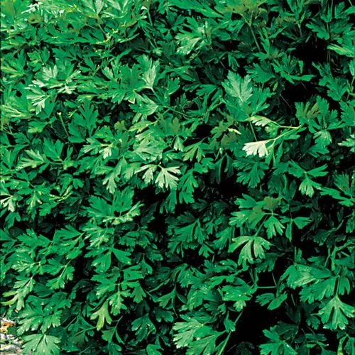 Italian Flat Leaf Organic Parsley Seeds 3 Italian Flat Leaf Organic Parsley Seeds