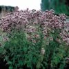 Italian Organic Oregano Seeds -Park Seed® Shop 05878 pk p1