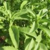 Sugarleaf Organic Stevia Seeds -Park Seed® Shop 05942