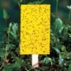 Yellow Sticky Insect Traps - Large -Park Seed® Shop 06399