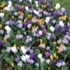 Large-Flowered Economy Mix Crocus Bulbs -Park Seed® Shop 08119 pk 10
