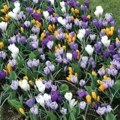 Large-Flowered Economy Mix Crocus Bulbs