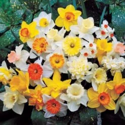 Top Of The Line Daffodil Mix Bulbs