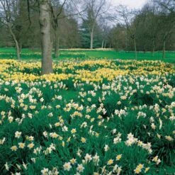 Naturalizing Mix Daffodil Bulbs 9 Naturalizing Mix Daffodil Bulbs -Park Seed® Shop 08469 PK 20 2
