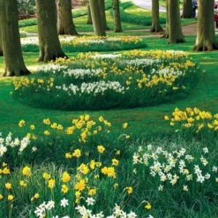 Naturalizing Mix Daffodil Bulbs