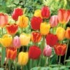 Darwin Hybrid Mix Tulip Bulbs