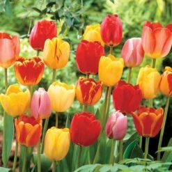 Darwin Hybrid Mix Tulip Bulbs