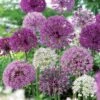 Ornamental Onion Bulbs Festival Box Set -Park Seed® Shop 25851