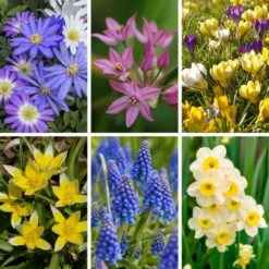 Bees & Butterflies Box Set