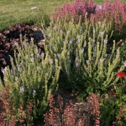 Salvia 'Crystal Blue' -Park Seed® Shop 25886 2