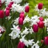 Spring Wonder Bulb Mix -Park Seed® Shop 25888 pk 15