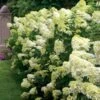 Hydrangea 'Limelight' Panicle Hydrangea
