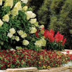 Hydrangea 'Limelight' Panicle Hydrangea -Park Seed® Shop 25895 3